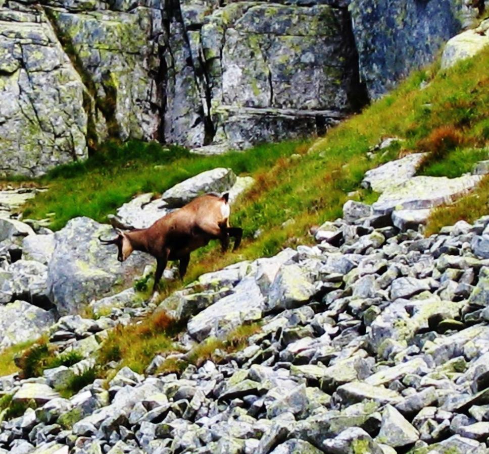 Penzion Alfa Tatry Stará Lesná 외부 사진
